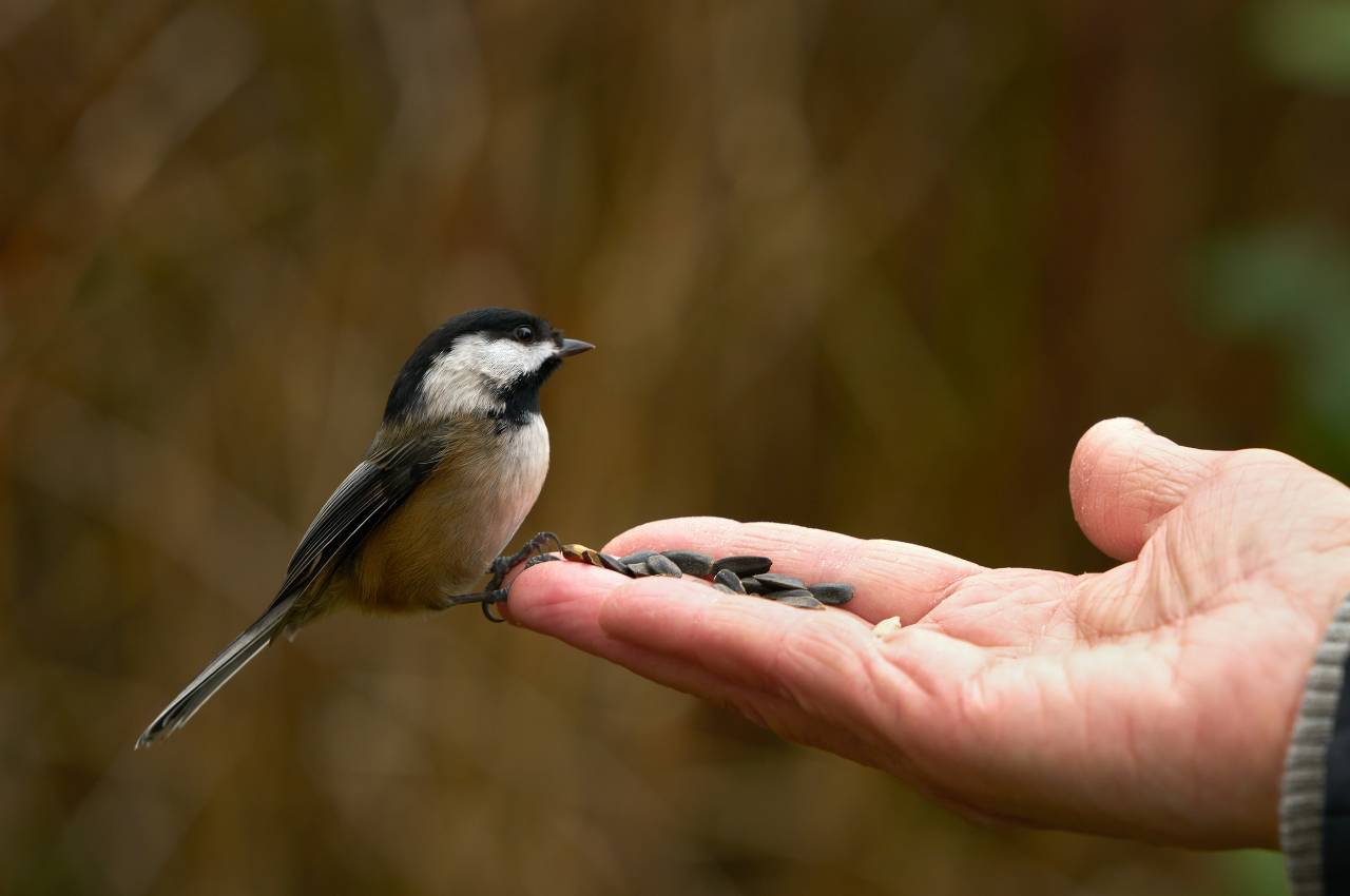 Black Sunflower Seeds Feeding Tips: Affordable Nutrition for Garden Birds